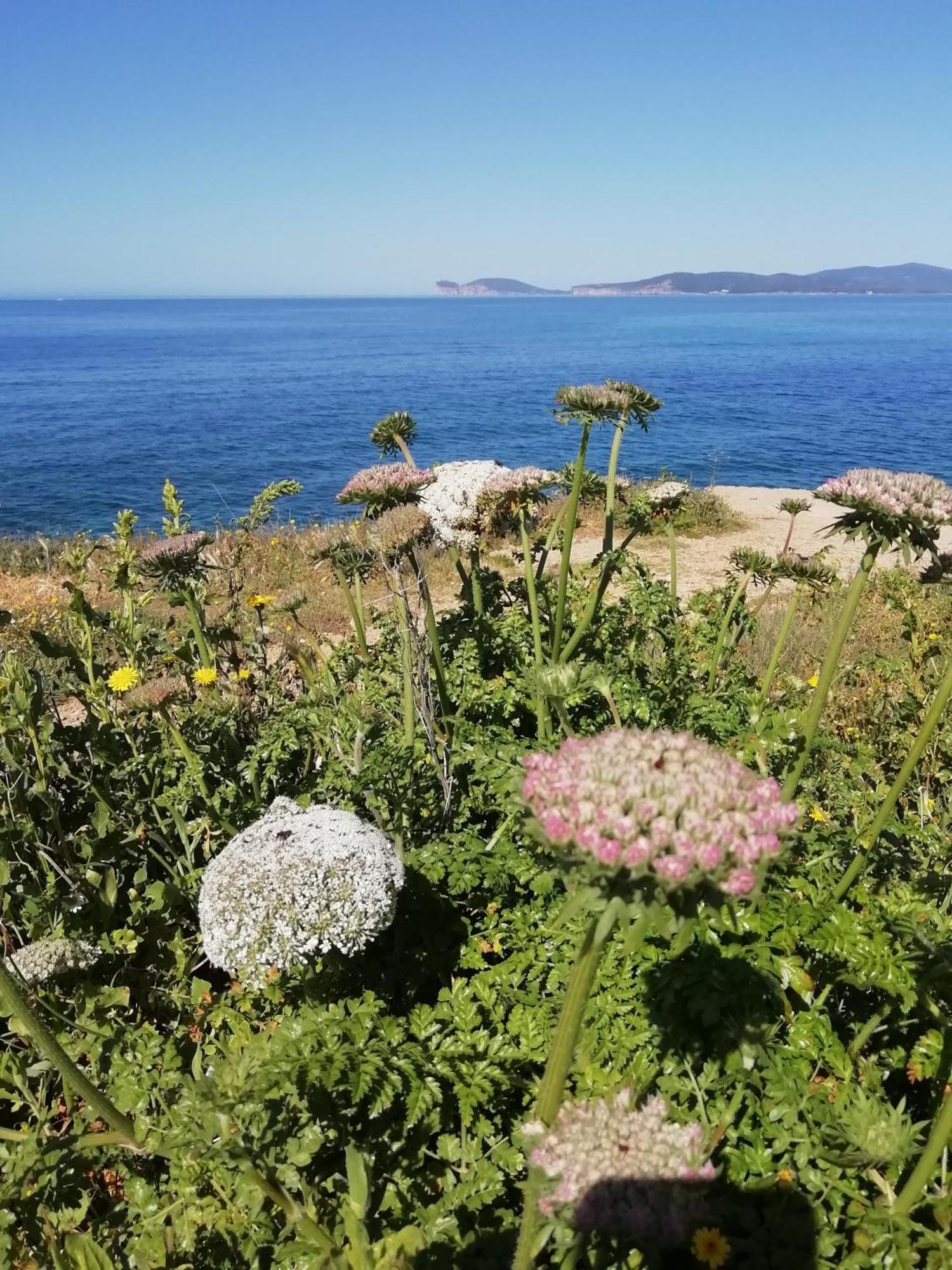 El Matorral Bed and Breakfast Alghero Exteriör bild
