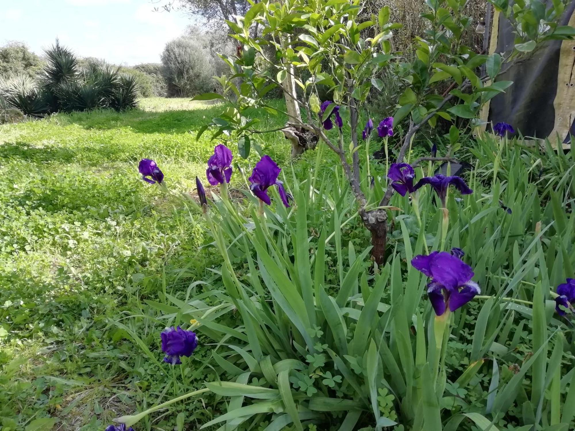 El Matorral Bed and Breakfast Alghero Exteriör bild